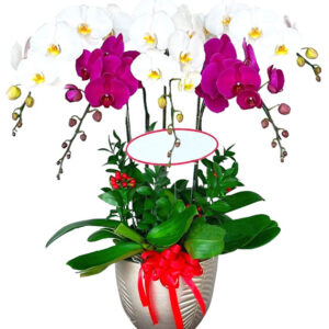 Chậu Lan Hồ Điệp 5 Cành 06