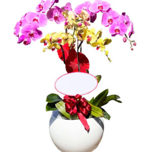 Chậu Lan Hồ Điệp 5 Cành 08