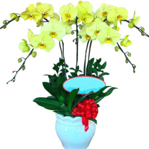 Chậu Lan Hồ Điệp 5 Cành 11