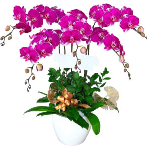 Chậu Lan Hồ Điệp 5 Cành 12