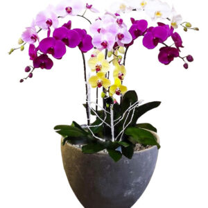 Chậu Lan Hồ Điệp 6 Cành 02