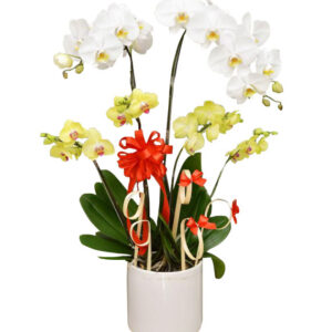 Chậu Lan Hồ Điệp 6 Cành 03