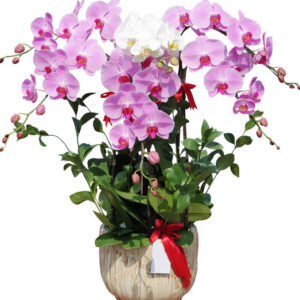 Chậu Lan Hồ Điệp 6 Cành 04