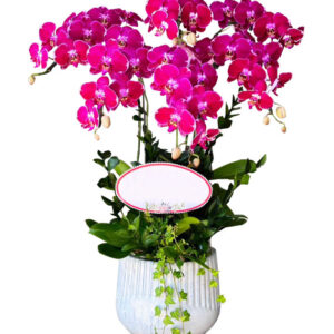 Chậu Lan Hồ Điệp 6 Cành 05