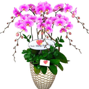 Chậu Lan Hồ Điệp 6 Cành 06