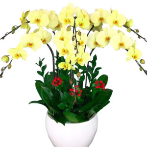 Chậu Lan Hồ Điệp 6 Cành 08