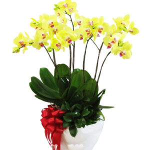 Chậu Lan Hồ Điệp 7 Cành 02