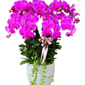 Chậu Lan Hồ Điệp 7 Cành 04