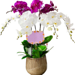 Chậu Lan Hồ Điệp 7 Cành 07