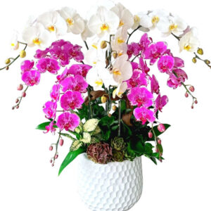 Chậu Lan Hồ Điệp 7 Cành 10