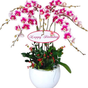 Chậu Lan Hồ Điệp 7 Cành 11