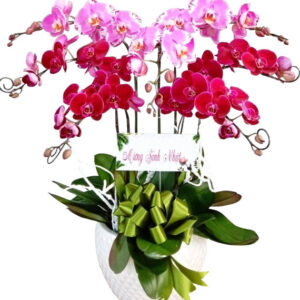 Chậu Lan Hồ Điệp 7 Cành 12