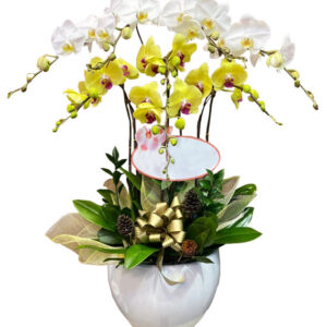 Chậu Lan Hồ Điệp 8 Cành 01