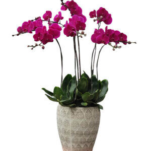 Chậu Lan Hồ Điệp 8 Cành 02