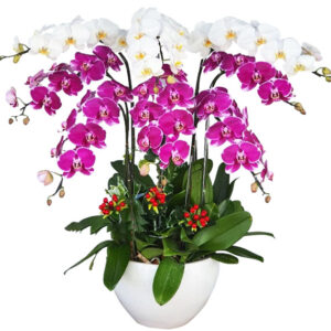 Chậu Lan Hồ Điệp 8 Cành 03