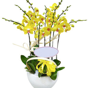 Chậu Lan Hồ Điệp 8 Cành 04