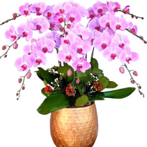 Chậu Lan Hồ Điệp 8 Cành 07