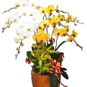 Chậu Lan Hồ Điệp 8 Cành 09