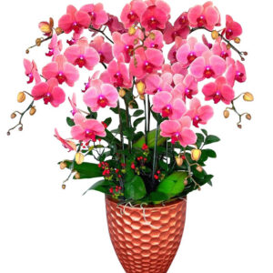 Chậu Lan Hồ Điệp 8 Cành 10