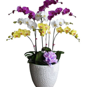 Chậu Lan Hồ Điệp 9 Cành 01