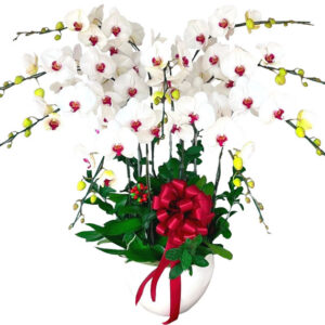 Chậu Lan Hồ Điệp 9 Cành 03