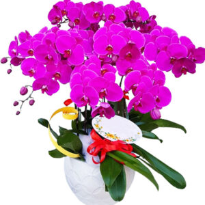 Chậu Lan Hồ Điệp 9 Cành 05