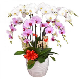 Chậu Lan Hồ Điệp 9 Cành 06