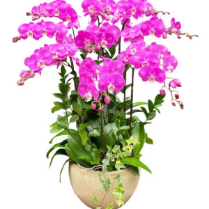 Chậu Lan Hồ Điệp 9 Cành 09