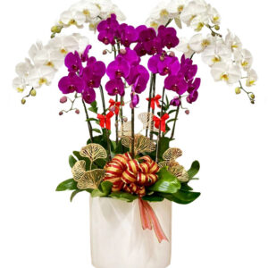 Chậu Lan Hồ Điệp 9 Cành 10