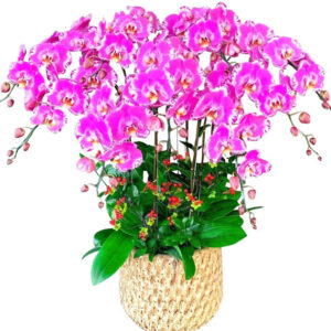 Chậu Lan Hồ Điệp 9 Cành 11