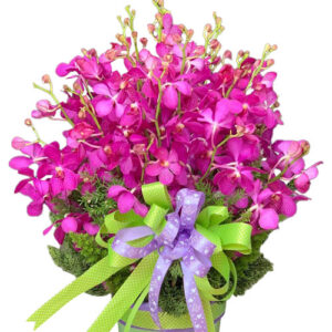 Hoa Ngày 20 Tháng 11 40