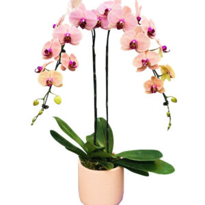 Lan Hồ Điệp Cam 02