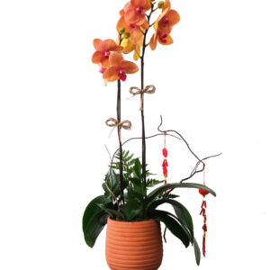 Lan Hồ Điệp Cam 03