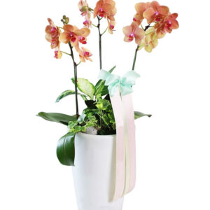 Lan Hồ Điệp Cam 05