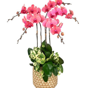 Lan Hồ Điệp Cam 07