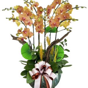 Lan Hồ Điệp Cam 10