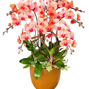 Lan Hồ Điệp Cam 12