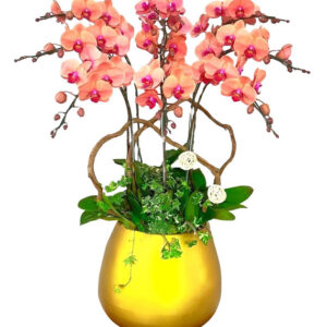 Lan Hồ Điệp Cam 13