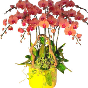 Lan Hồ Điệp Cam 15