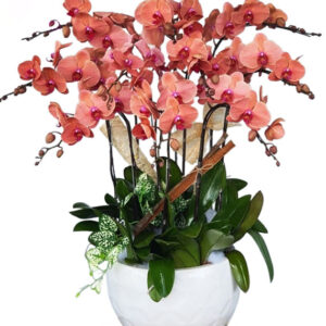 Lan Hồ Điệp Cam 16