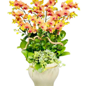 Lan Hồ Điệp Cam 18