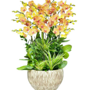 Lan Hồ Điệp Cam 19