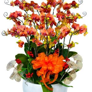 Lan Hồ Điệp Cam 20