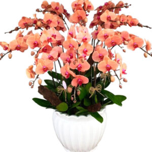 Lan Hồ Điệp Cam 21