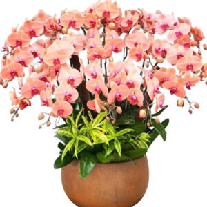 Lan Hồ Điệp Cam 22