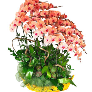 Lan Hồ Điệp Cam 23