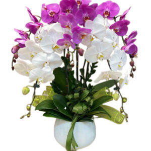 Lan Hồ Điệp Đẹp 02