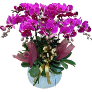 Lan Hồ Điệp Đẹp 03