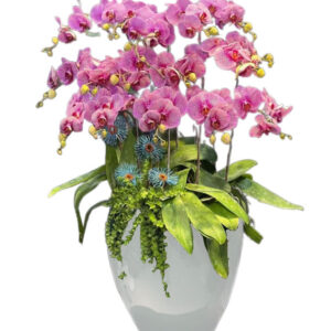 Lan Hồ Điệp Đẹp 04