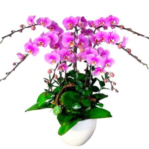 Lan Hồ Điệp Đẹp 06